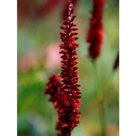 Persicaire, Renouée 'Blackfiield'® Pot de 2L/3L