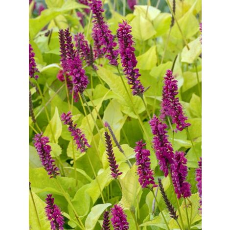 Persicaire, Renouée 'Golden Arrow' Godet de 8/9 cm