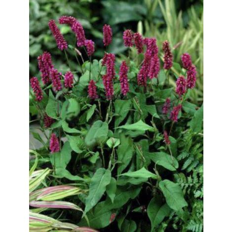 Persicaire, Renouée 'Inverleith' Godet de 8/9 cm