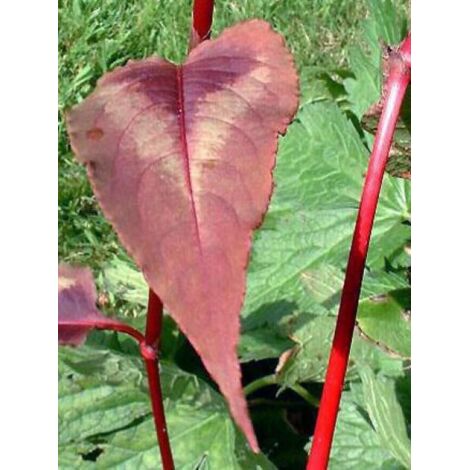Persicaire, Renouée 'Red Dragon' Pot de 1,5L/2L