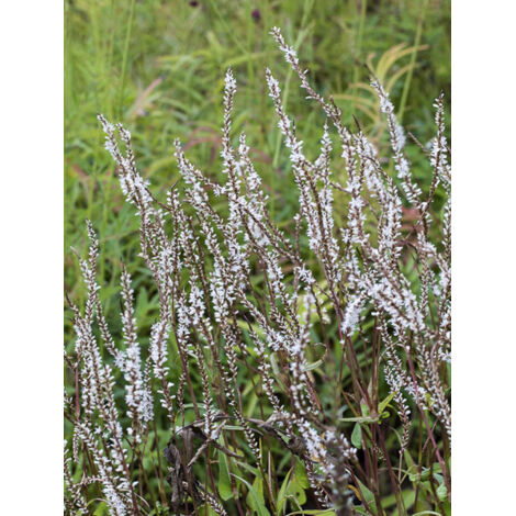 Persicaire, Renouée 'White Eastfield ' Godet de 8/9 cm