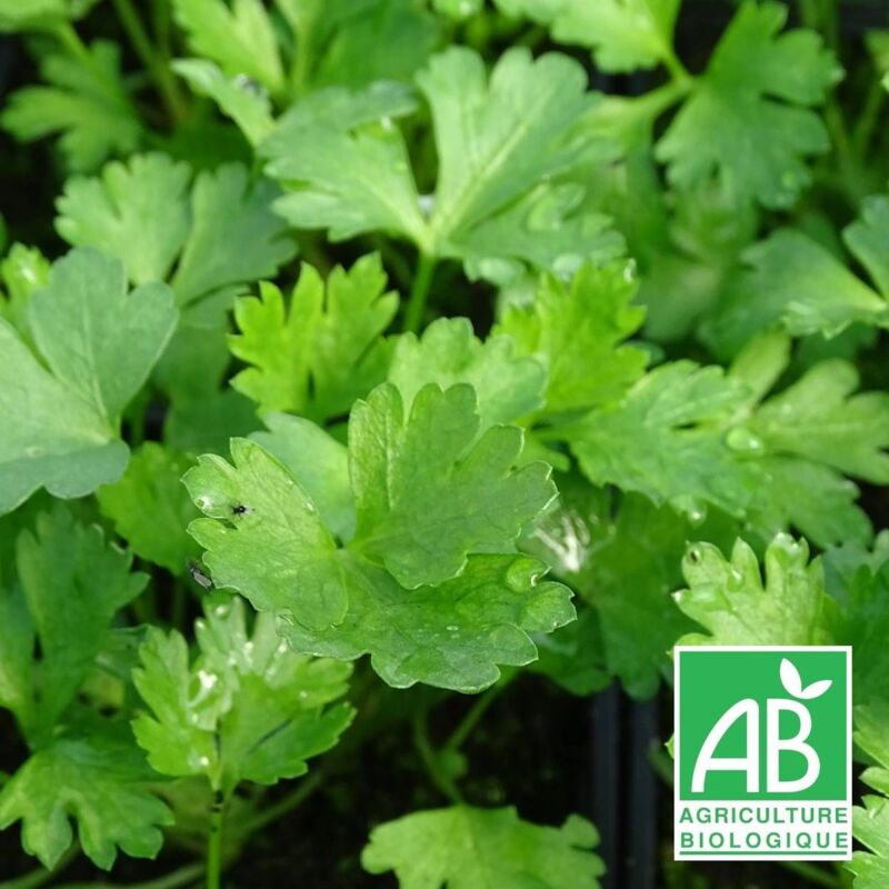 Persil commun BIO/Lot de 9 godets - Jaune