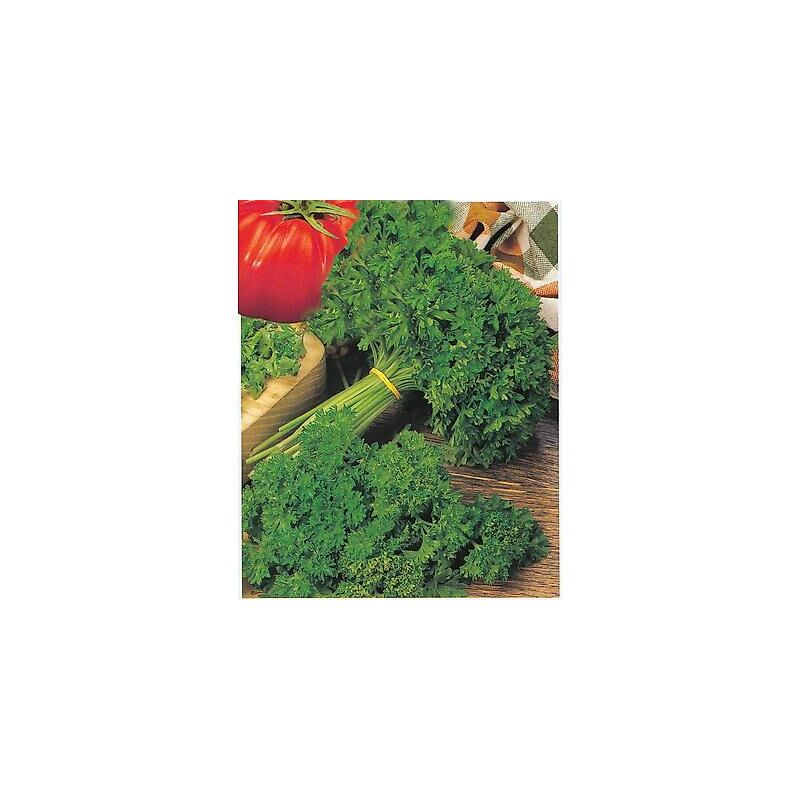 Persil frise vert fonce - 5 g
