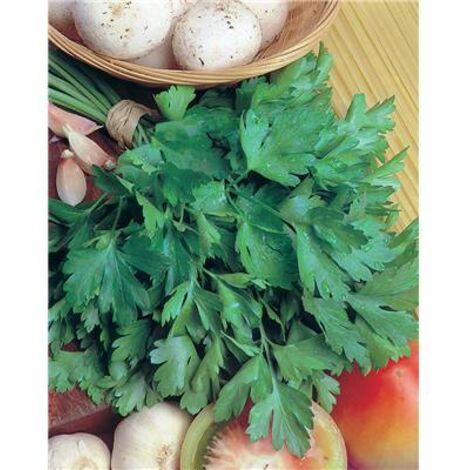 PERSIL GIGANTE D ITALIA - 10 G - Graines de légumes