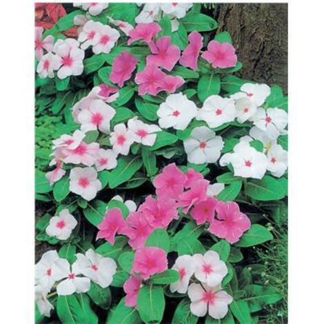 PERVENCHE - 0.5 G - GRAINES DE FLEURS