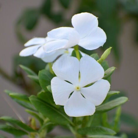 Pervenche blanche/Godet - 5/20 cm