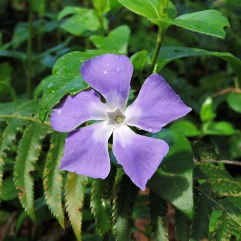 Pervenche major | Godet - 5/20 cm