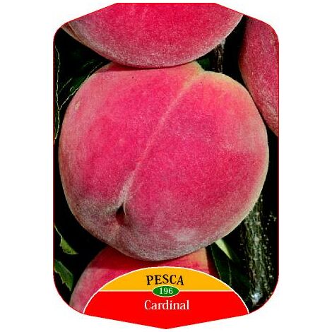 Pesca Cardinal (Pianta di 3 anni)