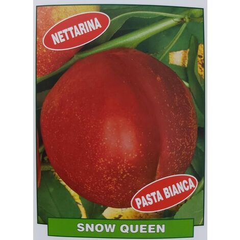 Pesca noce Snow Queen - pianta di 3 anni