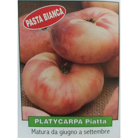 Pesca piatta Pasta bianca - pianta di 3 anni