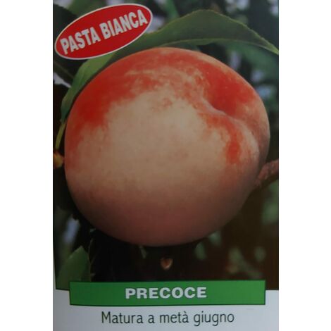 Pesca Precoce Pasta Bianca - pianta di 3 anni