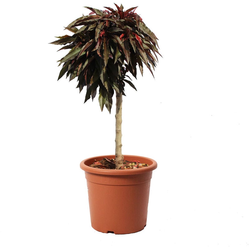 Kentis - Pesco Nano Crimson Bonfire - Prunus Persica - Pianta da Frutto - Vaso ø 24 cm