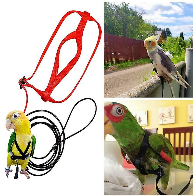 Pet Parrot Bird Arnés Correa Ajustable Bird Flying Harness Cuerda de tracción con linda ala para loros Juguete de entrenamiento al aire libre M Red