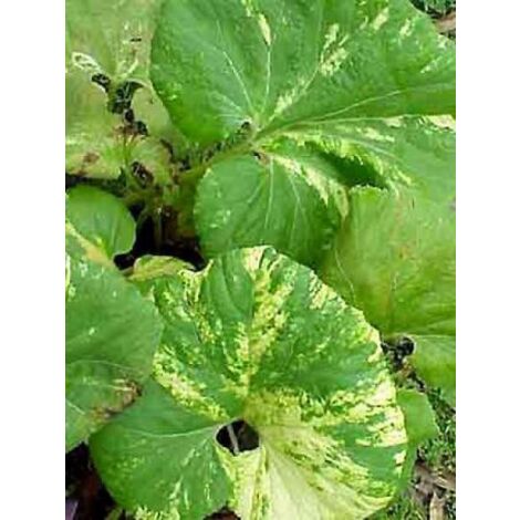 Pétasite japonaise 'Variegatus' Godet de 8/9 cm