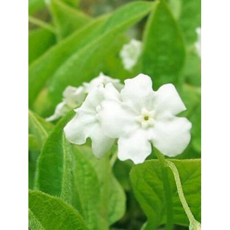 Petite bourrache 'Alba' Godet de 8/9 cm