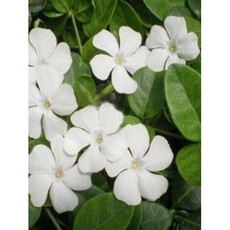 Petite pervenche 'Alba' Godet de 8/9 cm