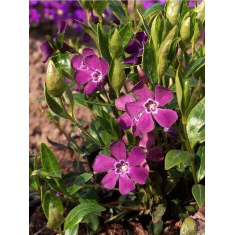 Petite pervenche 'Atropurpurea' Godet de 8/9 cm