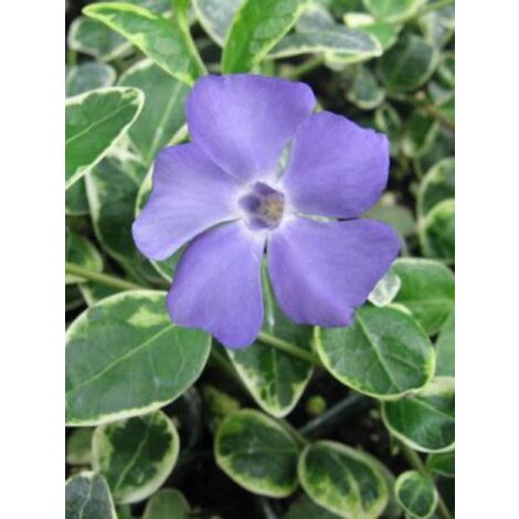 Petite pervenche 'Ralph Shugart' Godet de 8/9 cm