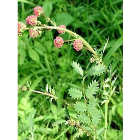 Petite pimprenelle Godet de 7/8 cm
