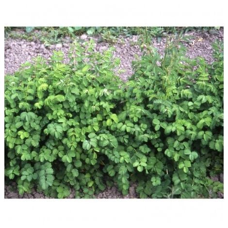 Petite Pimprenelle ( Sanguisorba Minor ) - 1g