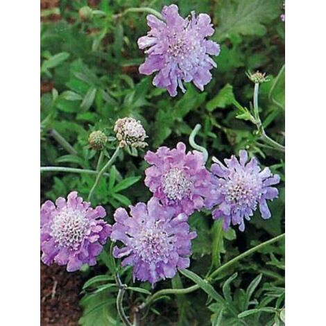 Petite scabieuse 'Butterfly Blue' Godet de 7/8 cm