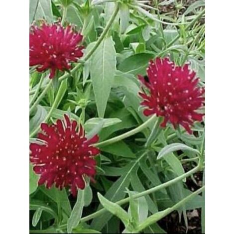 Petite scabieuse de Macédoine 'Red Knight' Godet de 8/9 cm