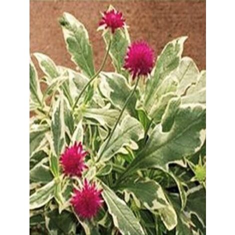 Petite scabieuse de Macédoine 'Thunder and Lightning'® Godet de 8/9 cm