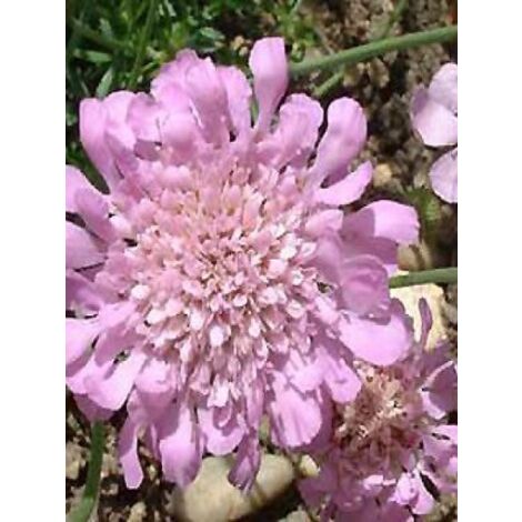 Petite scabieuse 'Pink Mist' Godet de 7/8 cm