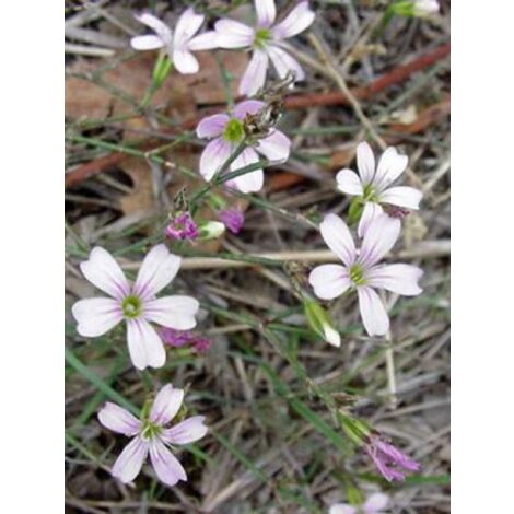Petrorhagia saxifraga Godet de 8/9 cm