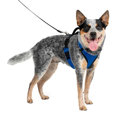 Pettorina modello Easy Sport per cani: M blu