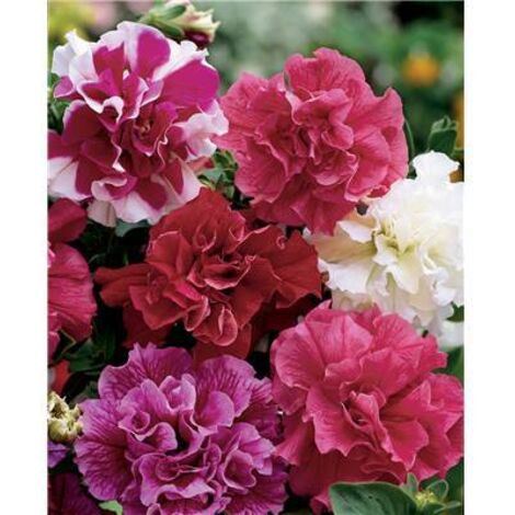 PETUNIA MULTIFLORE DOUBLE HYBRIDE  - GRAINES