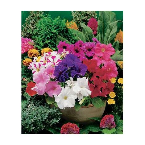 PETUNIA MULTIFLORE MELANGE - 0.5 G - GRAINES DE FLEURS