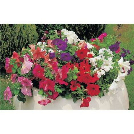 PETUNIA PENDULA - 0.5 G - GRAINES DE FLEURS