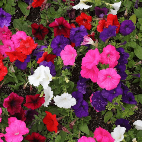 Pétunia retombant variés/Pot de 10.5 cm