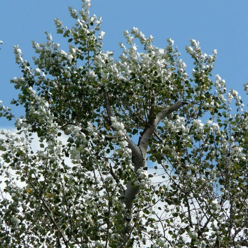 Pepinières Naudet - Peuplier Blanc (Populus Alba) - Godet - Taille 30/50cm