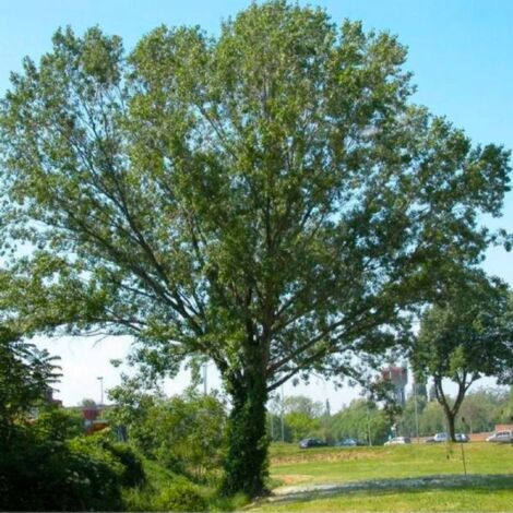 Peuplier noir (Populus nigra)