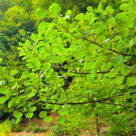 Peuplier tremble (Populus tremula)