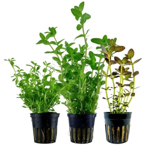 Pflanzen Set mit 3 Bacopa Aquariumpflanzen Set Nr.239