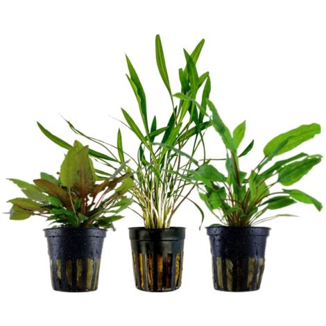 Pflanzen Set mit 3 Cryptocoryne Aquariumpflanzen Set Nr.238