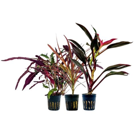 Pflanzen Set mit 3 Terrarienpflanzen Nr.273