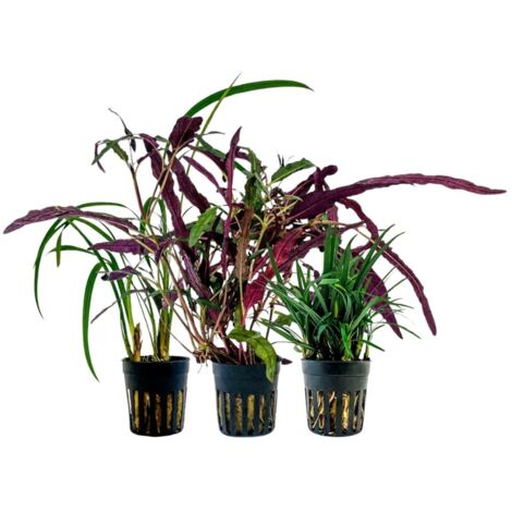 Pflanzen Set mit 3 Terrarienpflanzen Nr.274