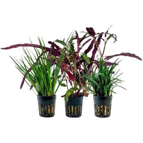 Pflanzen Set mit 3 Terrarienpflanzen Nr.275