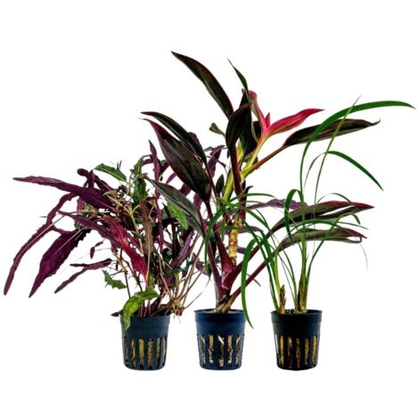 Pflanzen Set mit 3 Terrarienpflanzen Nr.276