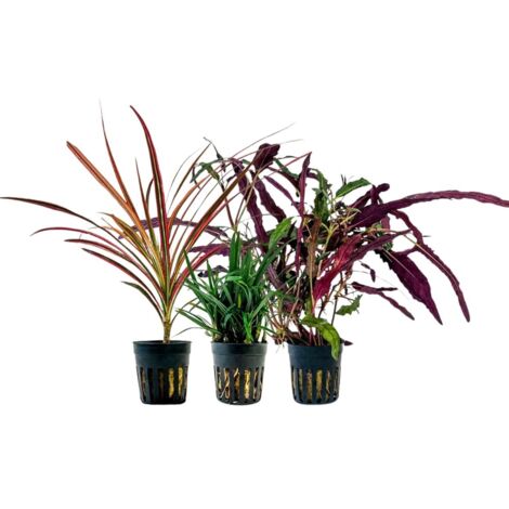 Pflanzen Set mit 3 Terrarienpflanzen Nr.277