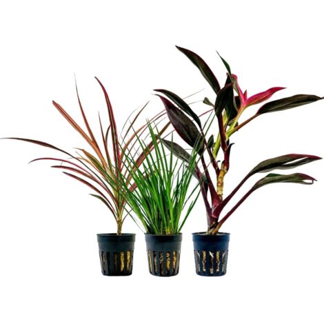 Pflanzen Set mit 3 Terrarienpflanzen Nr.278