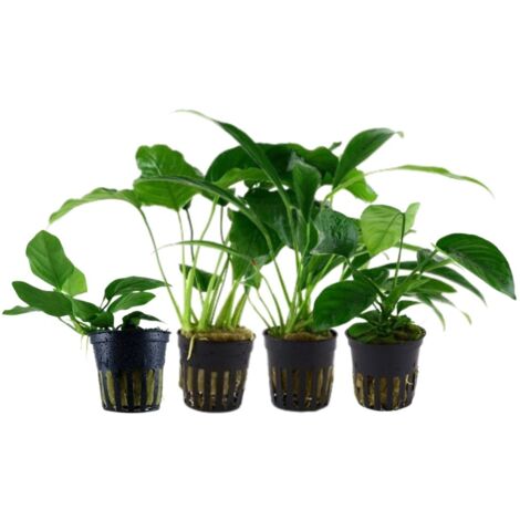 Pflanzen Set mit 4 Anubias Aquariumpflanzen Set Nr.134