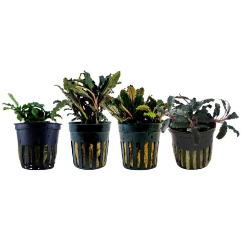 Pflanzen Set mit 4 Bucephalandra Aquariumpflanzen Set Nr.243