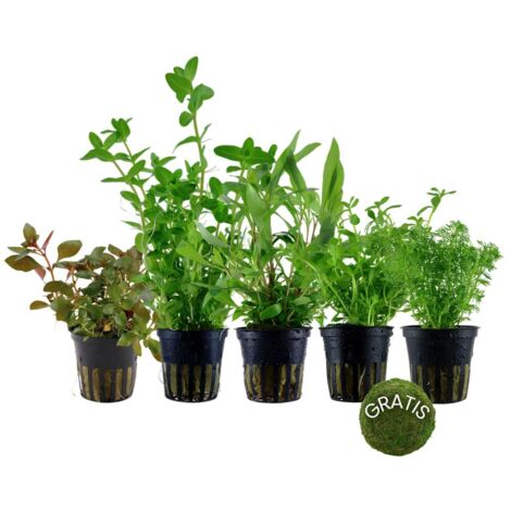 Pflanzen Set mit 5 Anti Algen Wasserpflanzen + Mooskugel Gratis Nr.110