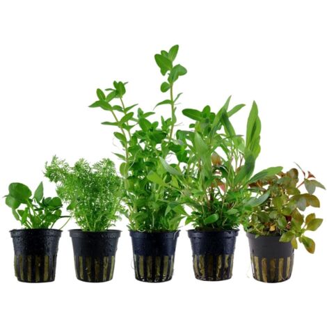 Pflanzen Set mit 5 schnellwachsenden Aquariumpflanzen Nr.250