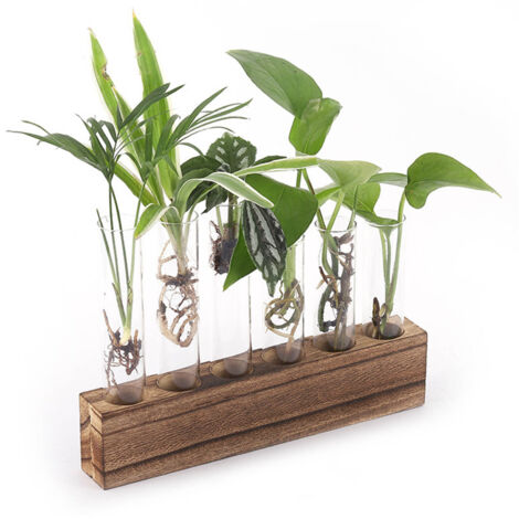 Pflanzenvermehrungsstation – Glas-Terrarium mit Holzständer und 6 Mini-Röhrchen – Dekoration für den Innenbereich
